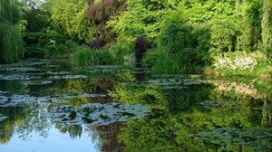 pond, water lilies, backwater, vegetation