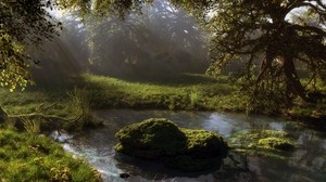 damm, skog, träd, natur