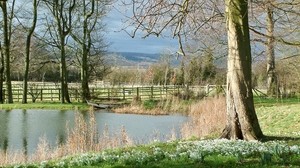 pond, river, fence, grass, trees