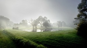 池塘，雾，早晨，池塘，树木，夏天，凉爽