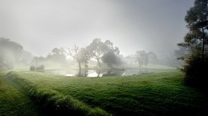 el estanque, niebla, mañana, el estanque, árboles, verano, fresco