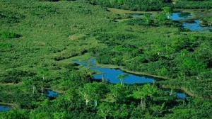 ponds, river, grass, top view, summer