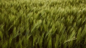 wheat, ears, field, green, dense, crop