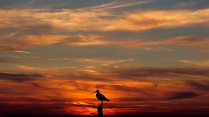 bird, outlines, sunset, evening, orange, sky