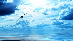 bird, ocean, flight, sky, clouds