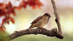 bird, sparrow, branch - wallpapers, picture