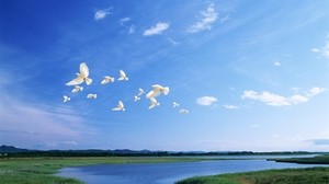 birds, white, flight, river, sky, light