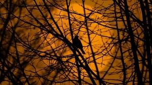 bird, trees, silhouette, branches