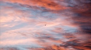 bird, sky, clouds, flight