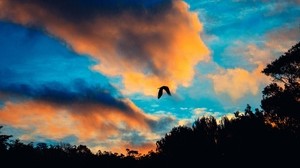 bird, sky, flight, clouds