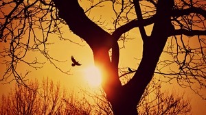 bird, silhouette, sunset, flight, branches, tree