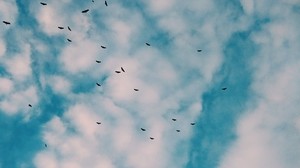 fåglar, flock, himmel, moln