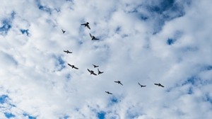 birds, clouds, sky - wallpapers, picture