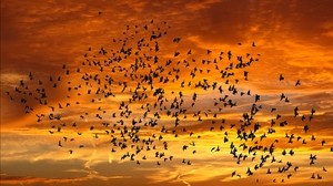 birds, silhouettes, sky, flight, sunset, clouds - wallpapers, picture