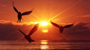 birds, silhouettes, sunrise, sea