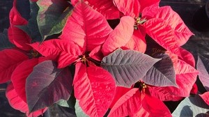 poinsettia, plant, foliage - wallpapers, picture