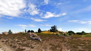 wasteland, sky, grass, dry, bushes, clear