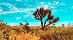 desert, cacti, bushes, plants, wildlife
