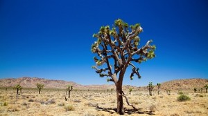desert, tree, vegetation - wallpapers, picture