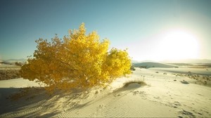 desierto, arena, árbol, hojas