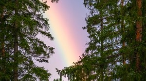 arco iris, árboles, ramas, cielo, fenómeno natural, después de la lluvia