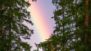 rainbow, trees, branches, sky, natural phenomenon, after the rain