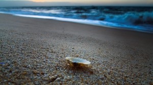 conchiglia, costa, mare, spiaggia, sabbia, granaglie, conchiglia, mezzo, sera