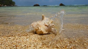 shell, shore, water, spray, sand, grains, the beach