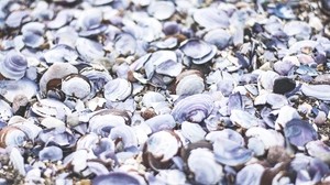 shells, shore, sea - wallpapers, picture