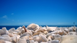 shells, sky, shore, beach, blue