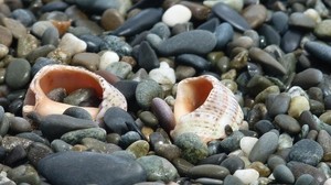 shells, shells, shore, stones - wallpapers, picture