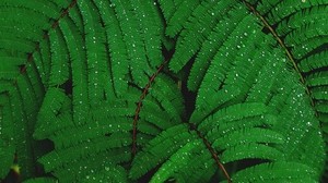 plant, drops, leaves - wallpapers, picture