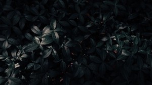 plant, leaves, dark - wallpapers, picture