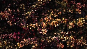 plant, leaves, branches, blur, spotted - wallpapers, picture