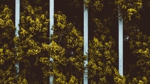 plant, leaves, fence, green