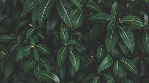 plant, leaves, green, striped, bush - wallpapers, picture