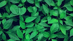 plant, leaves, green, light, vegetation