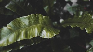 plant, leaves, green, tropical, dark