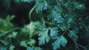 plant, leaves, drops