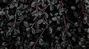 plant, leaves, branches - wallpapers, picture