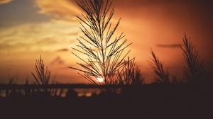plant, dawn, stem - wallpapers, picture