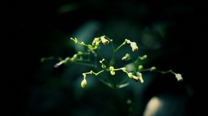 plant, the dark background, branches - wallpapers, picture
