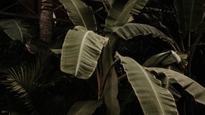 växt, tropisk, exotisk, blad, grön