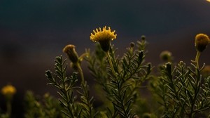 plant, flower, bloom, yellow, wild - wallpapers, picture