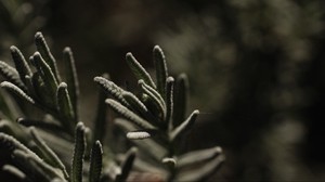 plant, branch, blur