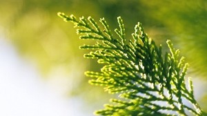 plant, branch, green - wallpapers, picture