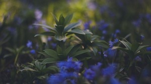 plants, foliage, blur