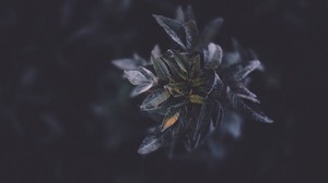 plants, foliage, dark