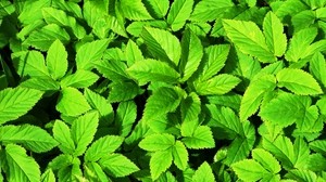 plants, leaves, green - wallpapers, picture