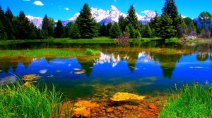 vegetazione, lago, verde, paesaggio - wallpapers, picture